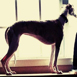 Meet your Posher, Sonja d